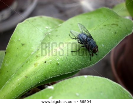 Voler sur une feuille