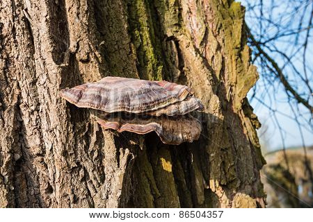 Bracket Fungus On A Tree Bark From Close