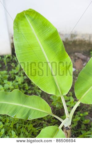 Banana Leaf