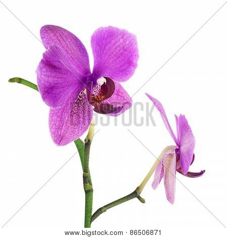 Blooming Twig Of Purple Orchid Isolated On White Background.