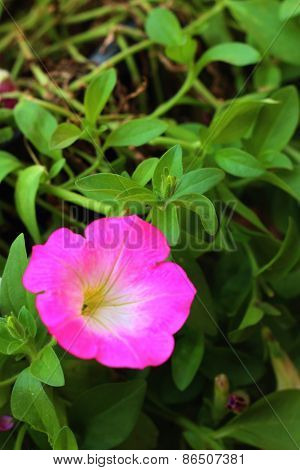 A Pink Hibiscus Flower At The Park