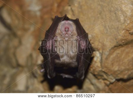 Lesser Horseshoe Bat (Rhinolophus hipposideros)