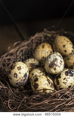 Moody Natural Lighting Vintage Retro Style Image Of Quaills Eggs