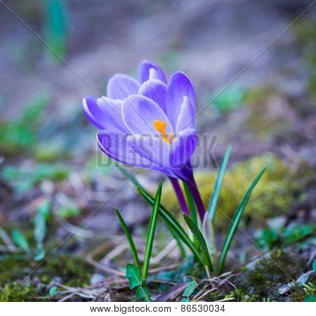 Crocuses Flowers