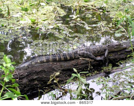 Alligator