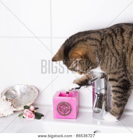 Cat On Washbasin