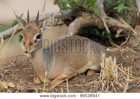 Little hartebeest