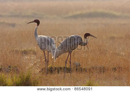 couple of sarus cranes walking in a field, Lumbini, Nepal