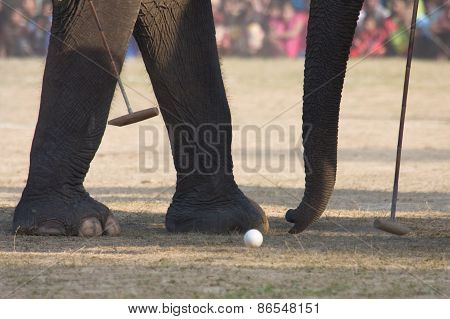 detail on elephant polo game, elephant paws and ball, Thakurdwara, bardia, Nepal