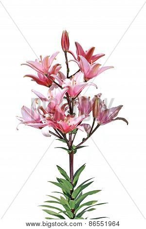 Flowers And Flower Buds Of A Bright Pink Lilies Isolated