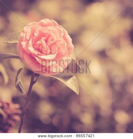 Camellia Flower