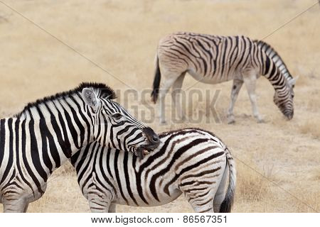 Burchell's Zebra With Foal, Equus Quagga Burchellii.