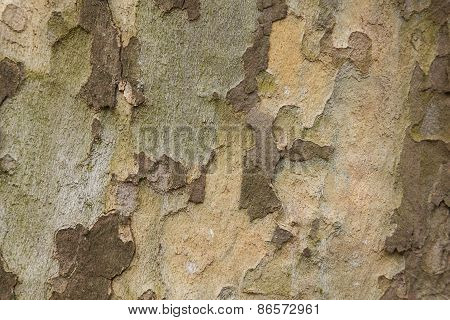 Closeup Of Plane Tree Trunk