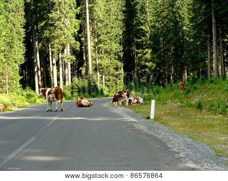 cows on the road