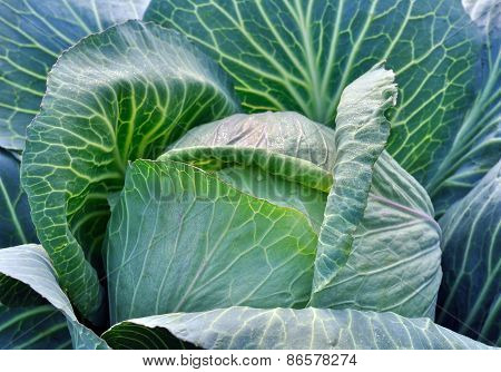 Fresh Cabbage In The Vegetable Garden