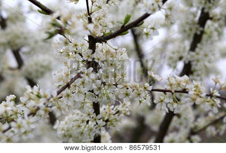 Delicate White Flowers Of The Cherry Tree