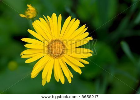 Doronicum Grandiflorum