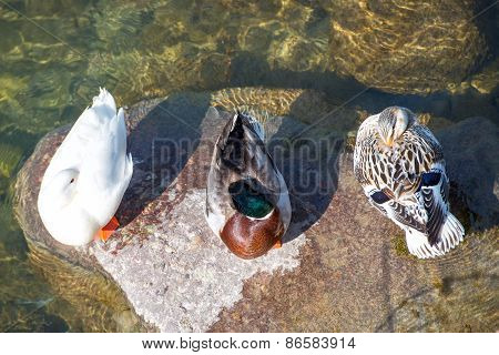 Ducks Sleeping On A Rock On A River