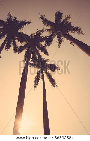 Coconut Palm Tree