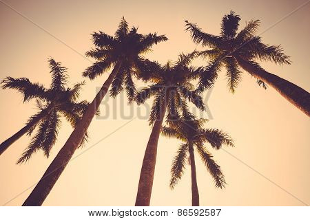Coconut Palm Tree
