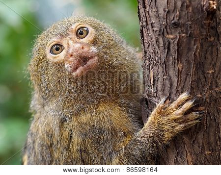 Pygmee Monkey