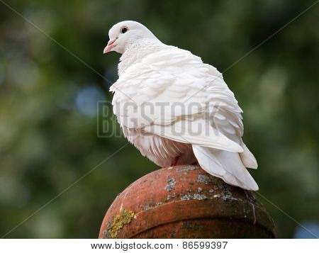 White Dove