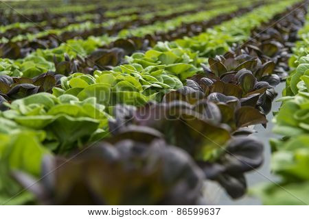 lettuce crops in greenhouse