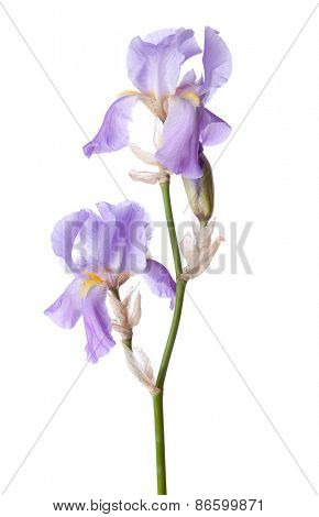Light lilac flower isolated on a white background. Iris croatica
