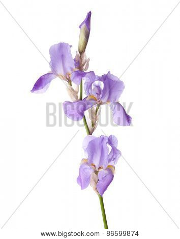 Light lilac flower isolated on a white background. Iris croatica