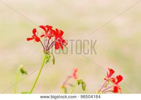 Red Pelargonium (geranium) Flower, Blooming In A Garden