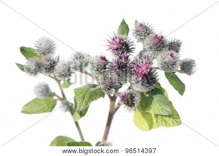Greater burdock (Arctium lappa) isolated on white