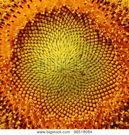 Closeup at the circle center beautiful sunflower.Soft focus used.