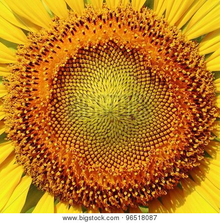Closeup at the circle beautiful sunflower.Soft focus used.