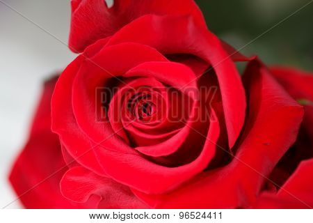 Beautiful Fresh Red Rose. Close Bud. Flower.