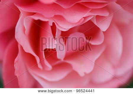 Large Flower Roses. Pink Rose. Close-up. Blurring Background.