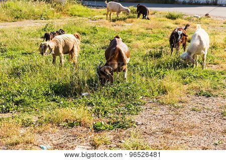 Sheeps in a meadow