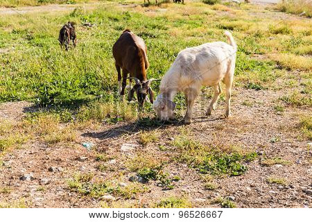Sheeps in a meadow