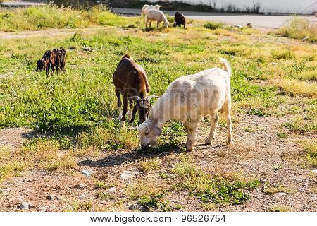 Sheeps in a meadow