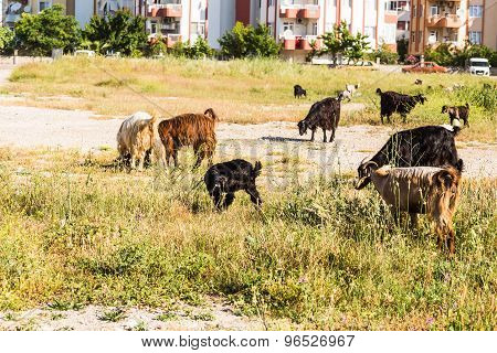 Sheeps in a meadow