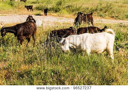 Sheeps in a meadow