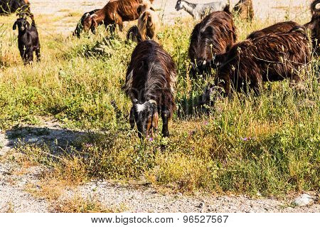 Sheeps in a meadow