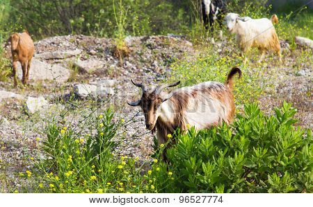 Sheeps in a meadow
