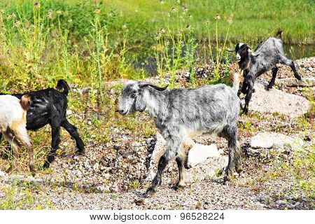 Sheeps in a meadow