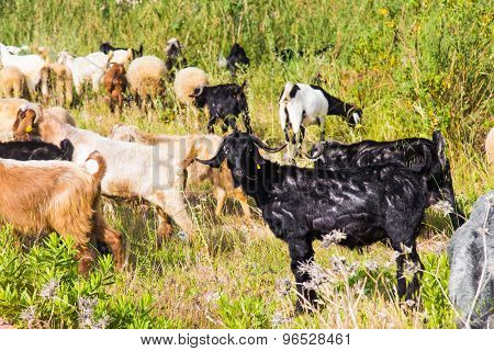 Sheeps in a meadow