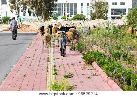 Sheeps in a meadow