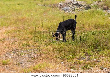 Sheeps in a meadow