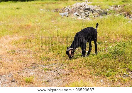 Sheeps in a meadow