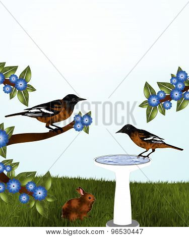 Orioles and Birdbath