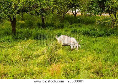 Sheeps in a meadow