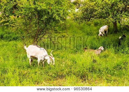 Sheeps in a meadow